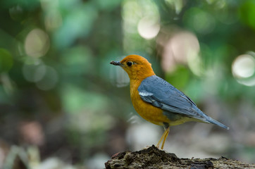 Orange-headed thrush (Geokichla citrina)