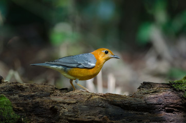 Fototapeta premium Orange-headed thrush (Geokichla citrina)