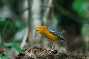 Orange-headed thrush (Geokichla citrina)