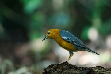 Orange-headed thrush (Geokichla citrina)