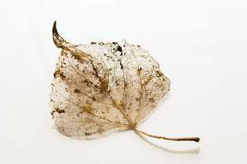 Remainings of a leaf decomposed during winter - golden vein structure on white  background