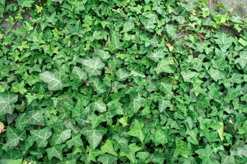 Ivy green climbing the ordinary