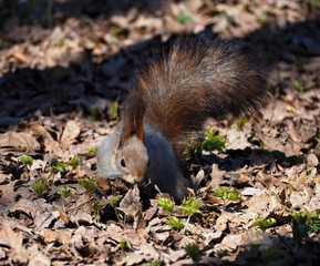 Red squirrel staying at park and looking for food