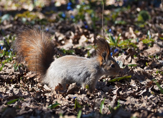 Red squirrel staying at park view from right side
