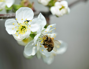 Bee picking pollen from cherry flower. 