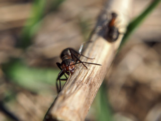 Ant at the wood stick looking at camera