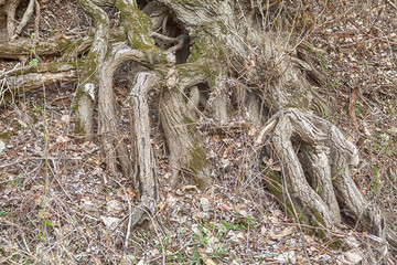 tree exterior roots