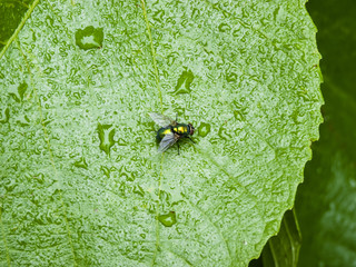A fly sitting on a green leaf with rain drops