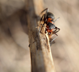 Ant at the wood climving up and looking at camera