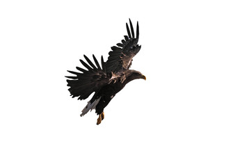 Eagle is flying beautiful isolated at white