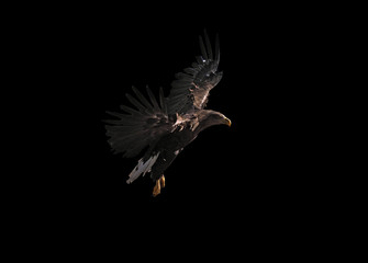 Eagle is flying beautiful isolated at black