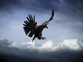 Eagle flying at the blue sky