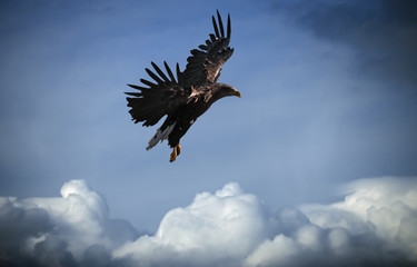 Eagle flying at the blue sky over the clouds
