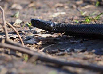 Black snake at the forest at leaves creeps