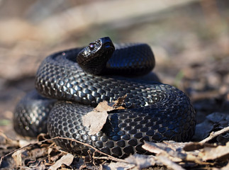 Black snake at the forest at the leaves curled up in the ball