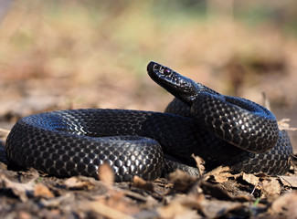 Black snake at the forest at the leaves curled up in the ball view from down