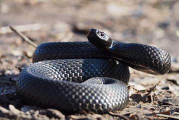 Black snake at the forest at the leaves curled up in the ball ready to atack