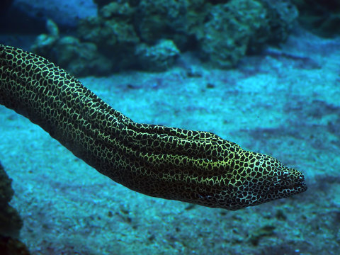 Murena spotted snake at the deep blue sea near the corals close up