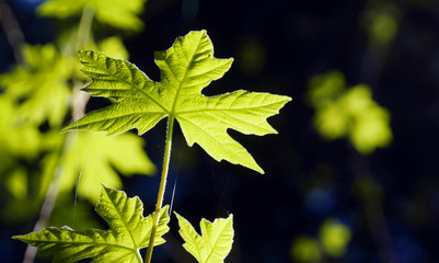 junge Oregon-Ahorn-Blätter