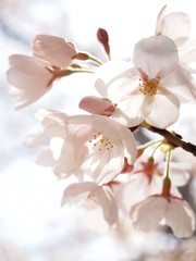 Fototapety  Cherry blossom