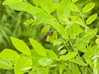 A fly sitting on green leaves with rain drops