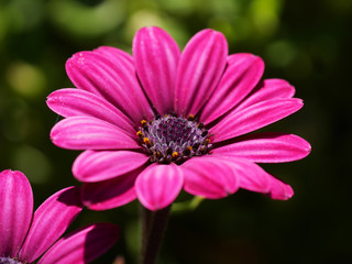 Fototapeta premium spanische Margerite