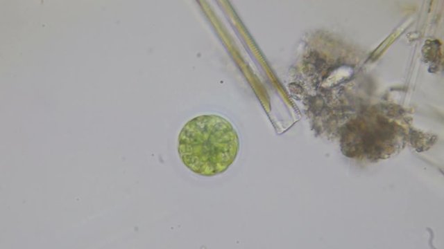 Paramecium bursaria protozoan under the microscope in 4k