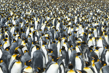 King penguins colony at South Georgia