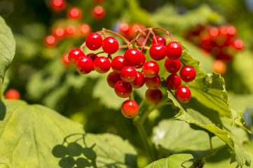 rowan fruits on the tree