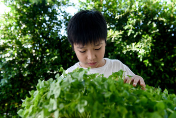 Asian boy interesting at young seedling