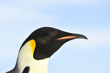 Emperor Penguin close up