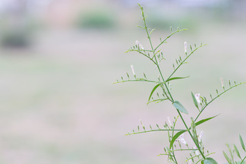 Herb plant anti virus,Andrographis paniculata plant