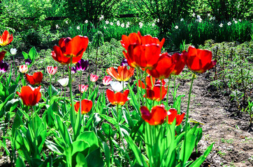 Flowering tulips on a flowerbed in a garden in the spring