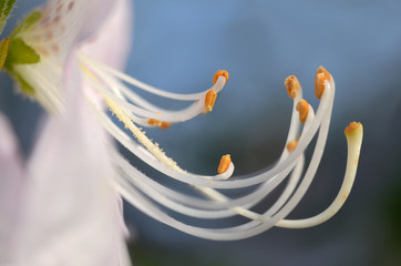 Azalia Schlippenbacha, Rhododendron schlippenbachii, azalia królewska - obrazy, fototapety, plakaty