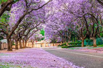 Jacaranda Street