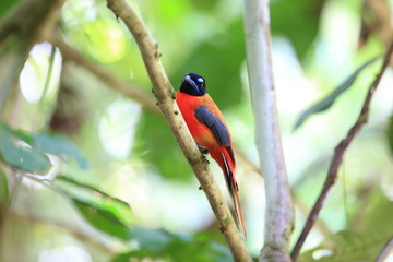 Scarlet-rumped trogon (Harpactes duvaucelii) in Sabah, Borneo