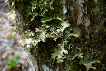 Lobaria linita (cabbage lungwort) lichen close up on a tree trunk close up