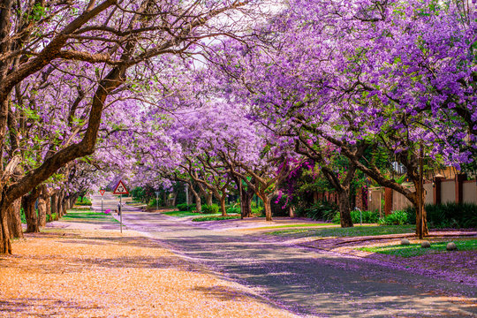 Jacaranda's