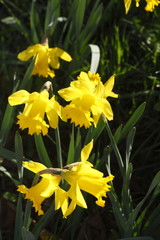 Obraz premium Narzissenblüte (Narcissus Pseudonarcissus)