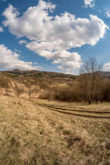 Old abandoned apple orchard