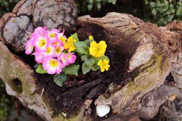 Fr&uuml;hling im Garten