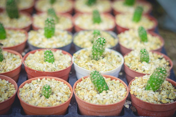 A little cactus in the small pots.