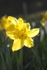 Narzissenblüte  (Narcissus Pseudonarcissus)