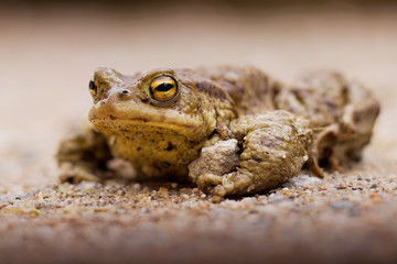Brown frog on a forest road