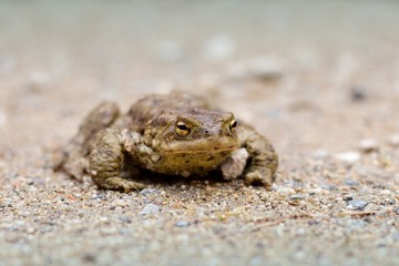 Brown frog on a forest road