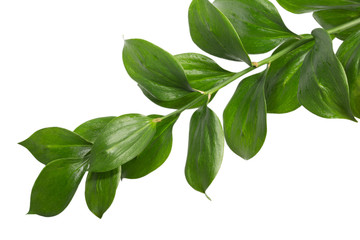 Fototapeta premium Green branch isolated