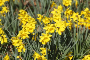 Obraz premium Narzissenblüte (Narcissus Pseudonarcissus)