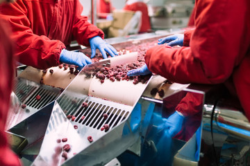 People at work. Unrecognizable workers hands in protective blue gloves make selection of frozen raspberries. Factory for freezing and packing of fruits and vegetables. Low light and visible noise.