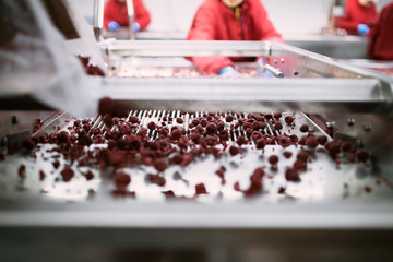 People at work. Unrecognizable workers hands in protective blue gloves make selection of frozen raspberries. Factory for freezing and packing of fruits and vegetables. Low light and visible noise.