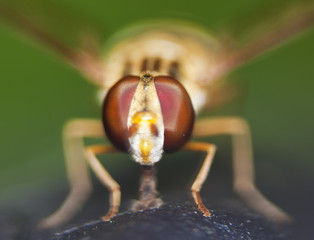 Fly Closup